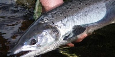 salmon stocks decline.jpg